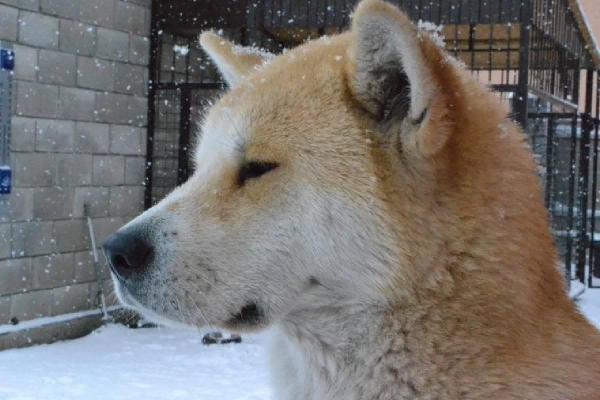 Raza de perro Shiba inu, en la que está inspirada la criptomoneda SHIB. 