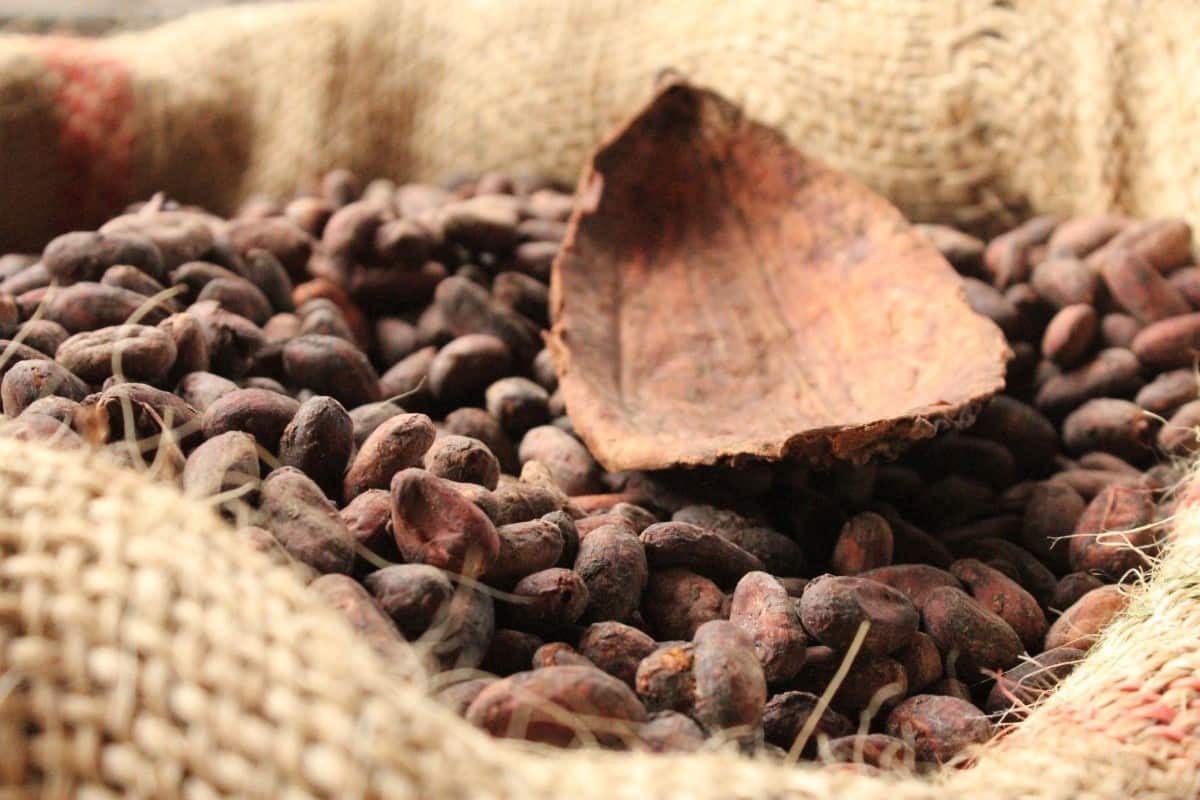 El cacao ecuatoriano alcanzó un precio histórico