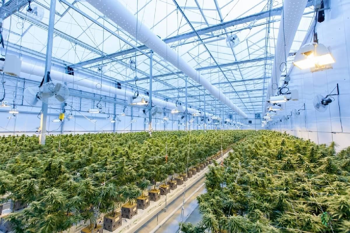 Fábrica productora de plantas de una de las empresas de cannabis medicinal.