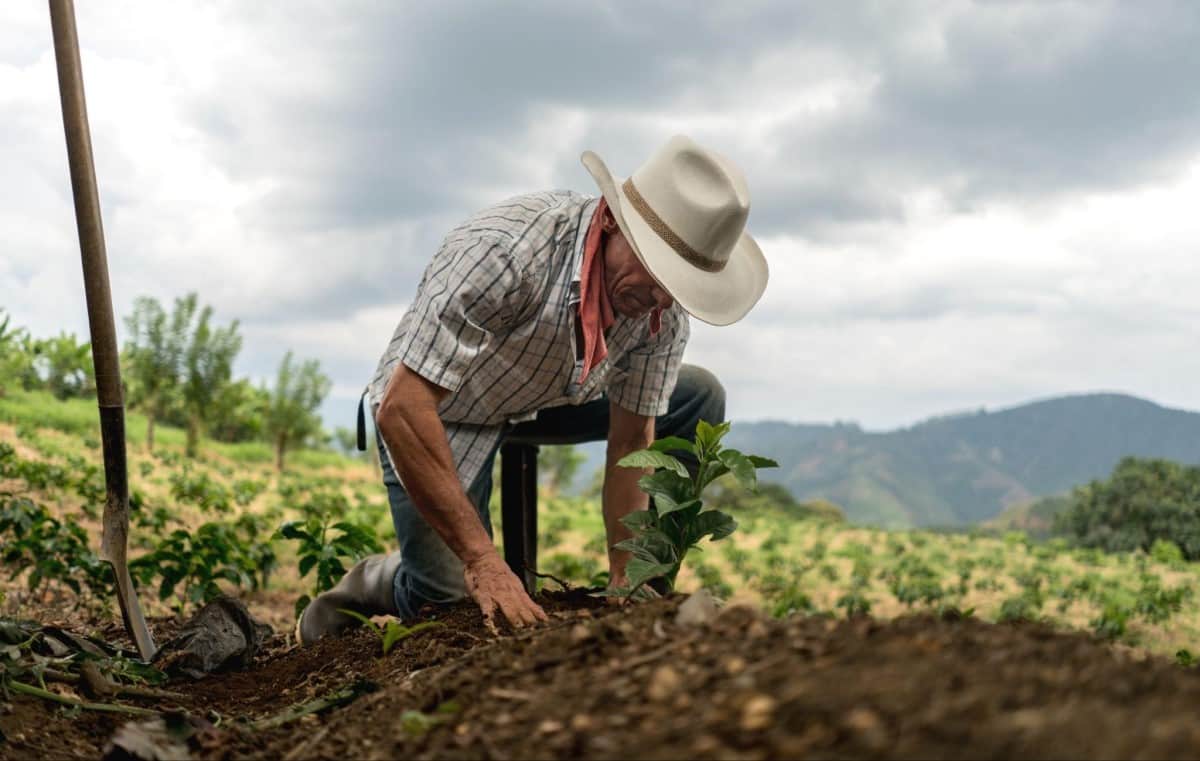 Un campesino está cultivando café, uno de los principales productos del mercado de commodities en Colombia y Brasil.