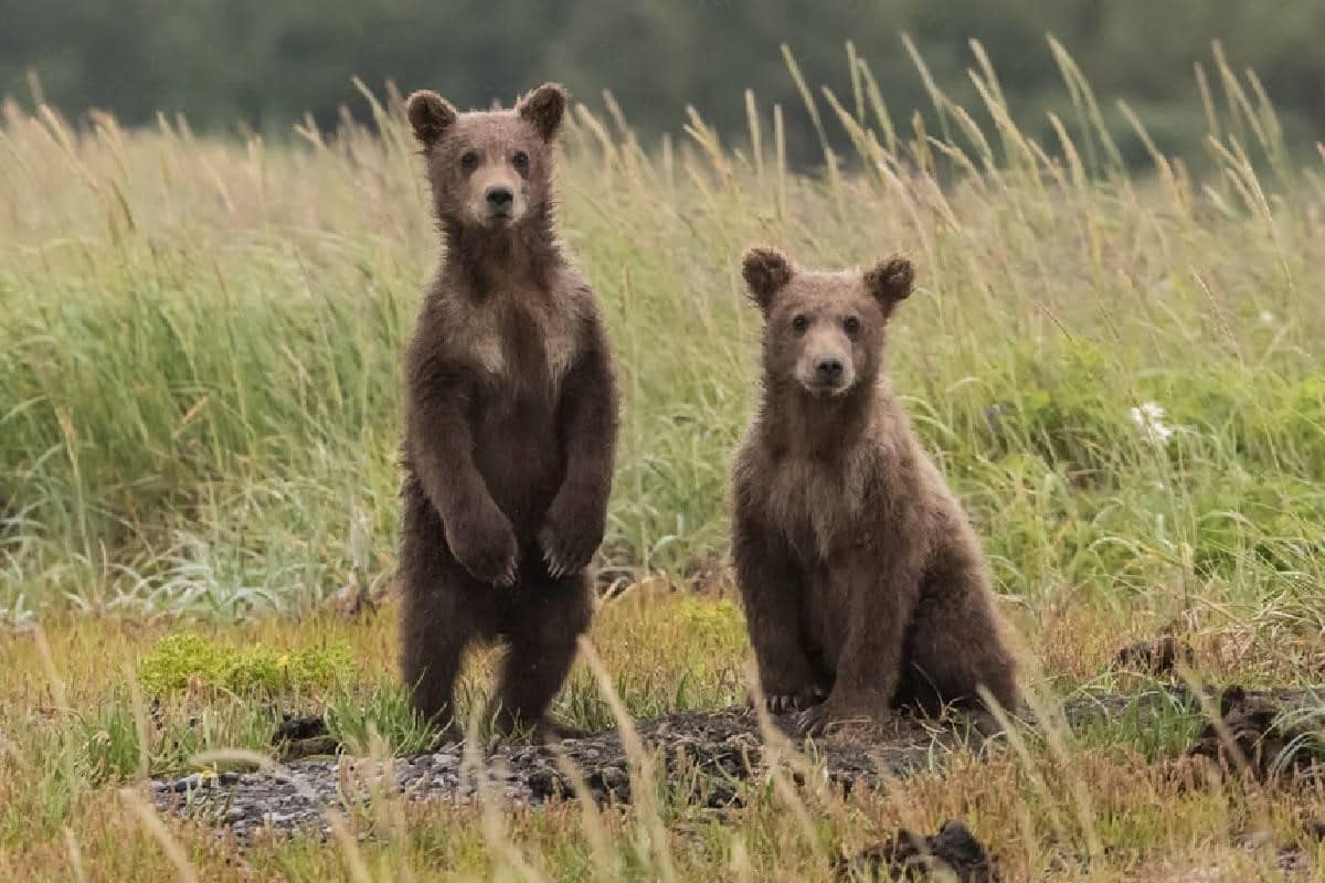 Dos osos pardos. Los pullbacks son confirmaciones de tendencias bajistas, relacionadas en el mercado con este animal 