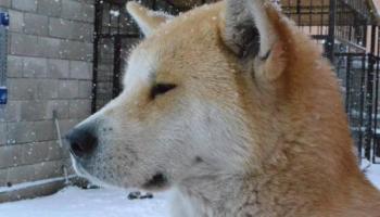 Raza de perro Shiba inu, en la que está inspirada la criptomoneda SHIB. 