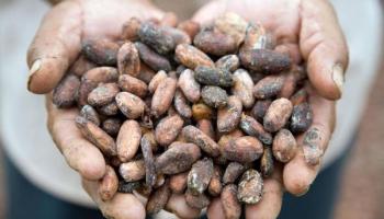 ¿Por qué invertir en cacao en ecuador?